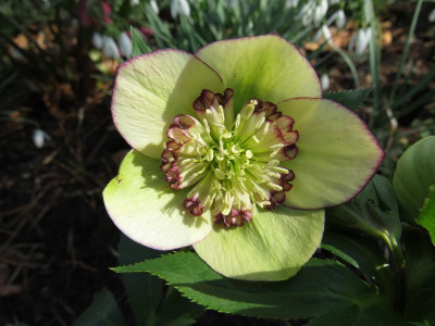 Helleborus 90-a-01.JPG
