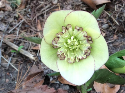 Helleborus 90-a-01_1.jpeg