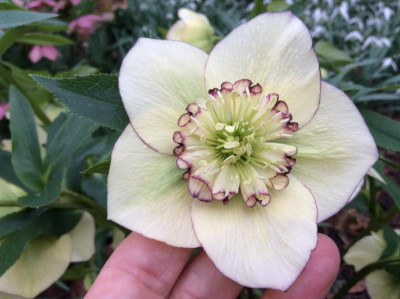 Helleborus 90-a-01_2.jpeg
