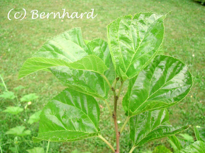 Morus_rubra_blatt2.jpg