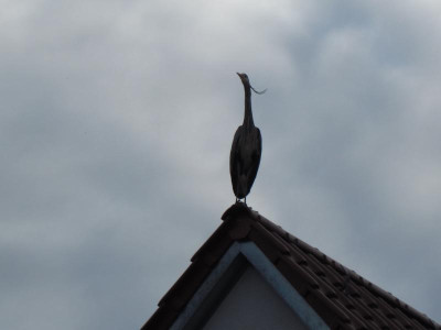 IMG_8765.JPG