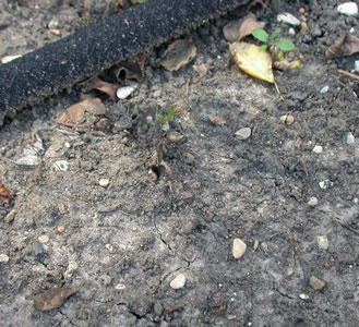 Ruhm_der_Gartenwelt_14043_82.jpg