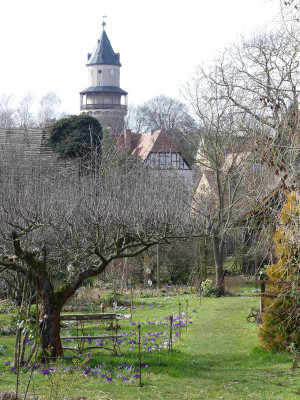 2020-03-08 Garteneinblick 5.jpg