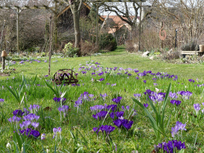 2020-03-08 Gartenimpressionen 2.jpg