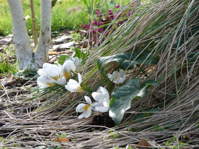 2020-03-08 Gartenimpressionen 3.jpg