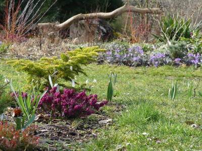 2020-03-08 Gartenimpressionen 4.jpg