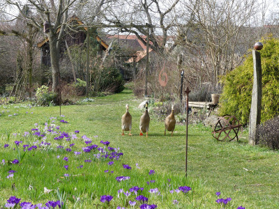 2020-03-08 Gartenimpressionen 5.jpg