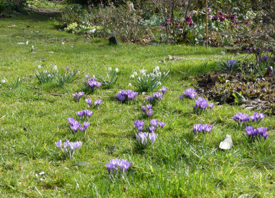 2020-03-08 Crocus heuffelianus 2.jpg