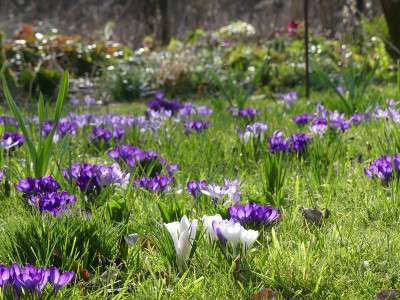 2020-03-08 Gartenimpressionen 7.jpg