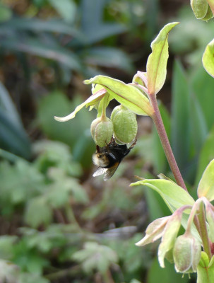 2020-03-08 Hummel 1.jpg