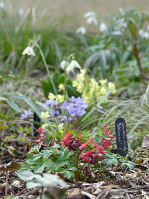 2020-03-08 Corydalis solida 2.jpg