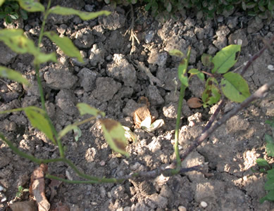 Malar-Ros_14275_86.jpg