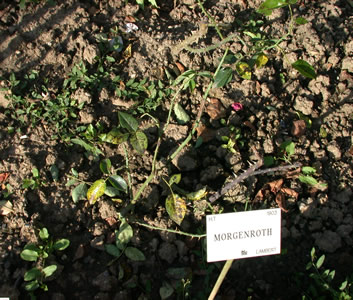 Morgenrot_14274_82.jpg