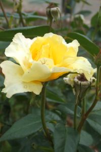 planten_en_exoten_2_171.jpg