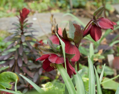 helleborus_euphobia-rot.jpg