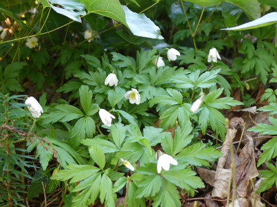 2020-03-09 Anemone nemorosa 1.jpg