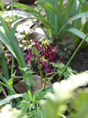 2020-03-08 Corydalis solida 1.jpg