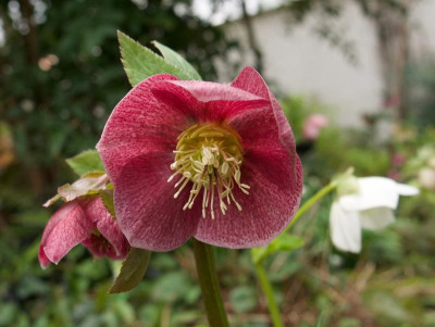 helleborus-rot-gestromt_7.3.20.jpg