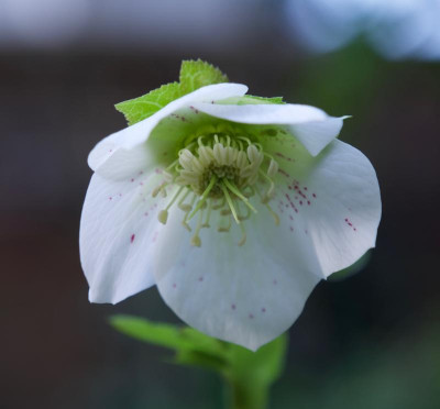 helleborus-zart-punkiert__7.3.20.jpg