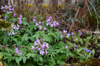 Cardamine_quinquefolia.20-2.jpg