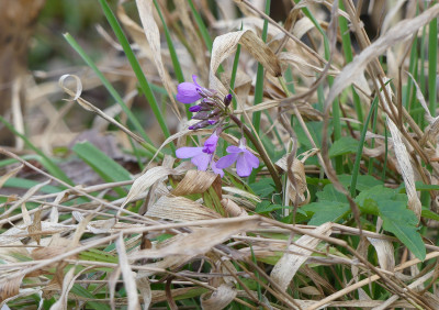 2020-03-08 Cardamine quinquefolia.jpg