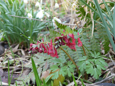 2020-03-09 Corydalis solida 8.jpg