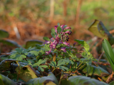 2020-03-09 Corydalis decipens 2.jpg