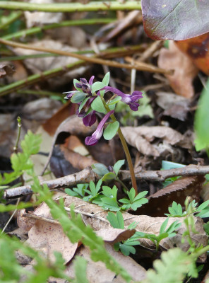 2020-03-09 Corydalis kuznetzowii x solida 1.jpg