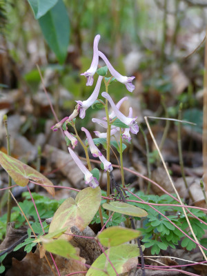 2020-03-09 Corydalis kuznetzowii x solida 3.jpg