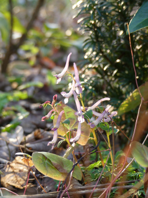 2020-03-09 Corydalis kuznetzowii x solida 4.jpg
