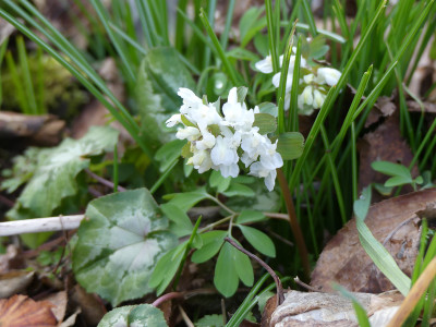 2020-03-09 Corydalis 2.jpg