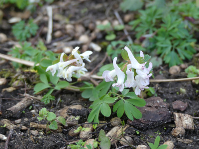 2020-03-09 Corydalis 1.jpg