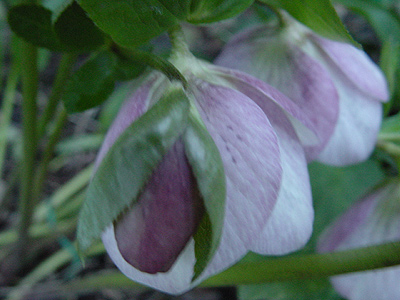 helleborus_nickend.jpg