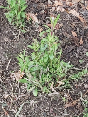 verbena.jpg