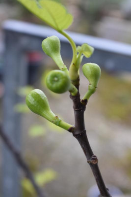 blüten 002.JPG