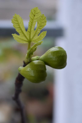 blüten 003.JPG