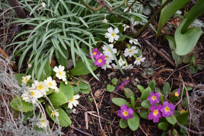 blüten 012.JPG