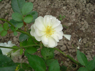 Frau_Cecilie_Walter_DSCF0195_klein.jpg