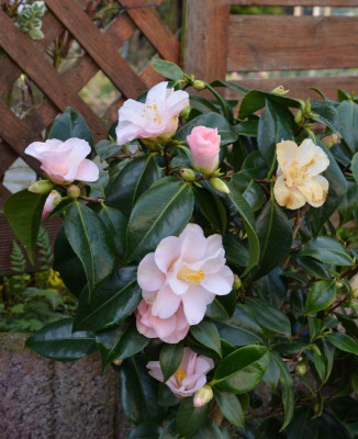 Camellia-Hagoromo.20-3.jpg