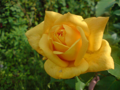 marco_polo_bluete_07_07.JPG