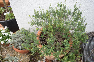blüten 010.JPG