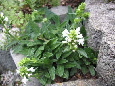 IMG__Stachys_nivea_1873.JPG