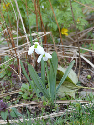 2020-03-12 Galanthus 'Melanie Broughton'.jpg