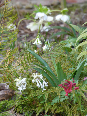 2020-03-12 Galanthus 'Lucy'.jpg