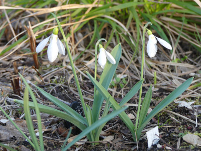 2020-03-12 Galanthus 'Yashmak'.jpg