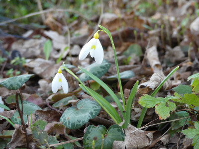2020-03-12 Galanthus 'Treasure Island'.jpg