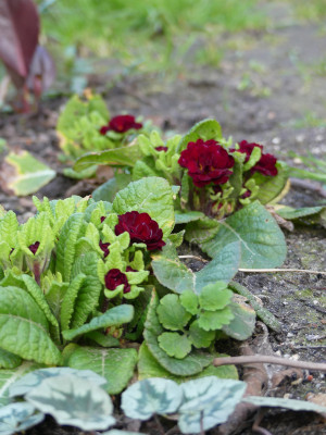 2020-03-12 Primula 1.jpg