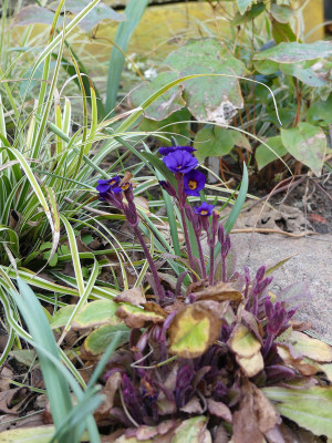 2020-03-12 Primula 2.jpg