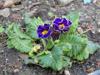 2020-03-12 Primula 3.jpg
