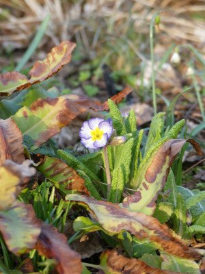 2020-03-12 Primula 4.jpg